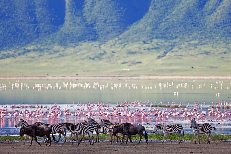 wildlife-walking-on-the-water-shores-in-tanzania